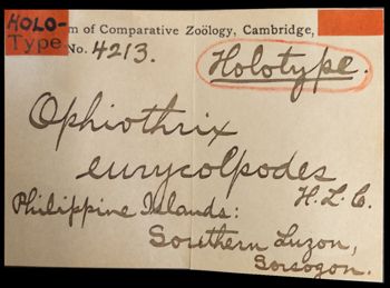 Media type: image;   Invertebrate Zoology OPH-4213 Aspect: labels